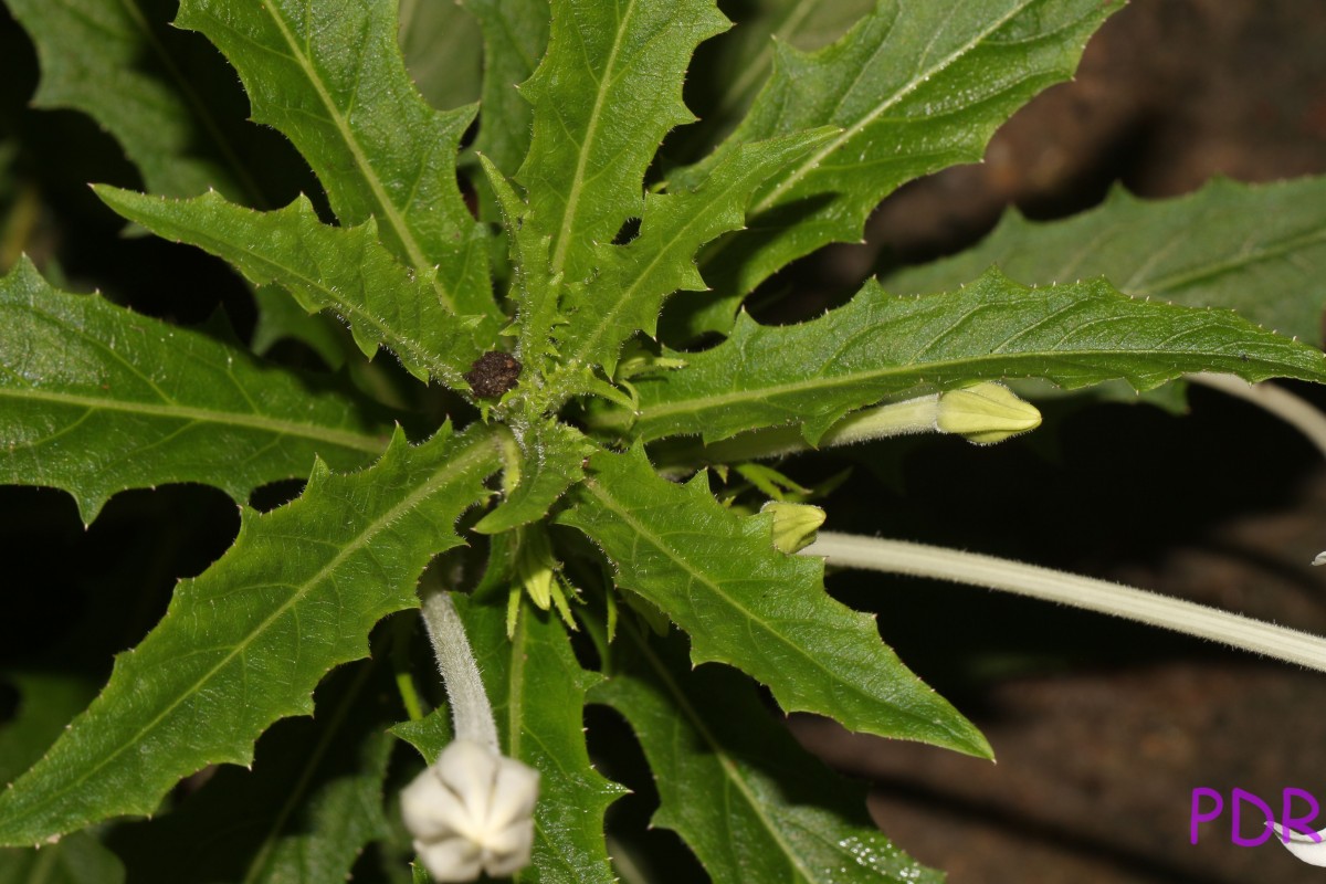 Hippobroma longiflora (L.) G.Don